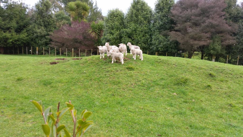 Hadleigh Boutique Lodge Tamahere Esterno foto